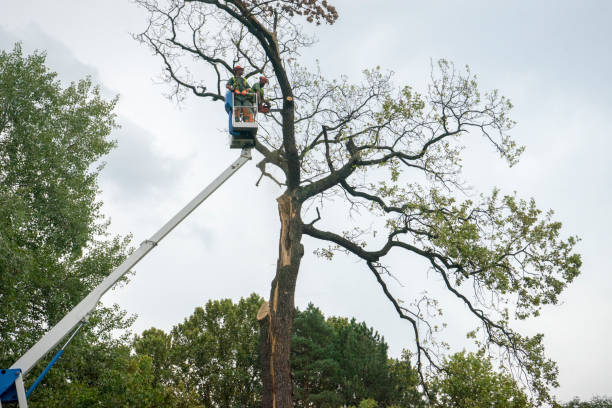  Strawberry Point, IA Tree Services Pros