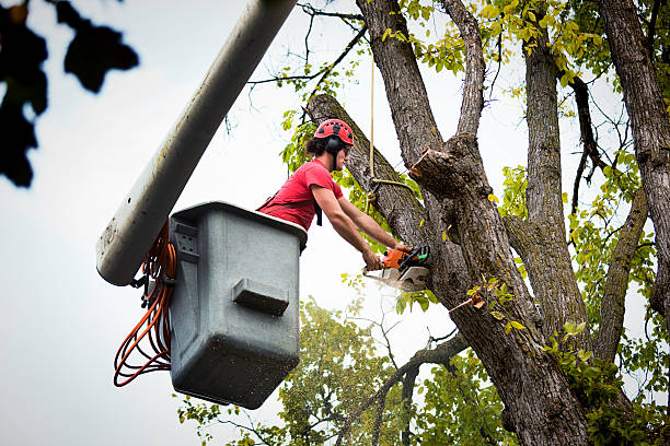 Best Tree Preservation Services  in Strawberry Point, IA