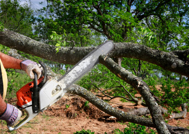 Why Choose Our Tree Removal Services in Strawberry Point, IA?